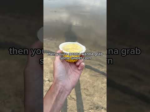 How to catch big fish on a budget #minnesotafishing #carp #carpfishing #budgetfishing