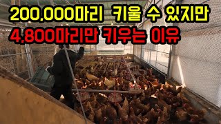 닭 200,000마리 마리키울 수 있는 평수에서 고작 4,800마리만 키우는 이유