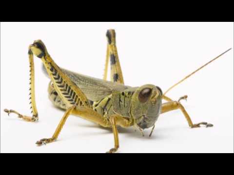Insektenmann - Roboterschlangenhyäne