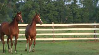 preview picture of video 'SOLD..WARMBLOODS,2 purebred fillies,tall'