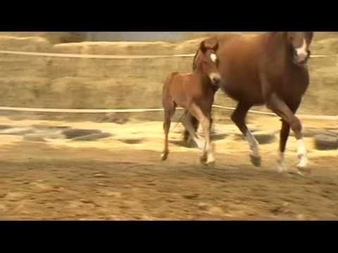 Stutfohlen v. Scolari - Falsterbo 2014