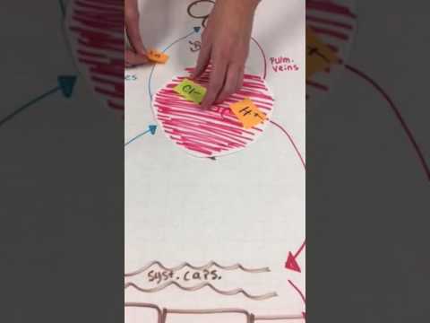 Carbon Dioxide Transport