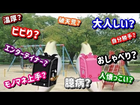 オカメインコのオスとメス - どちらが良いか、そして違いは