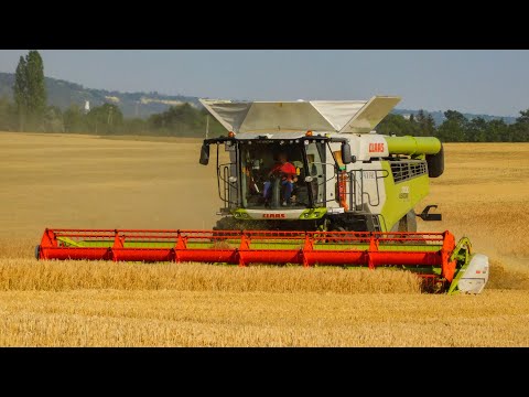 Árpa aratás/Barley harvest 2020 NEW Claas Lexion 7700, 5x Claas Lexion