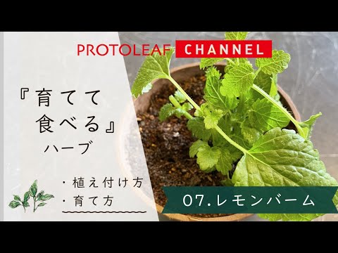 レモンバーム - 定義