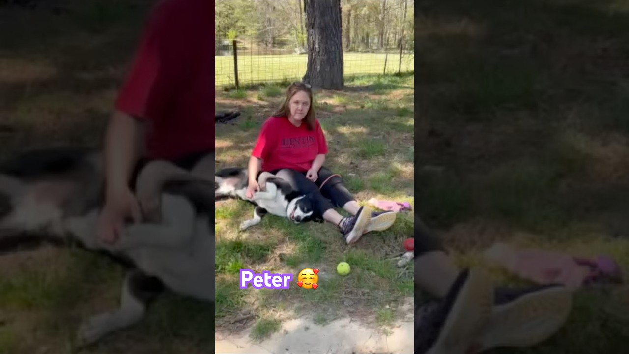 Peter, a Adoptable mixed breed in Warwick, RI video 6/6