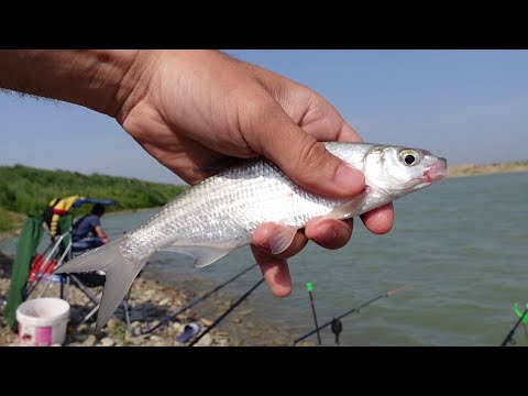 M-AM TREZIT LA 5 DIMINEATA SI AM MERS LA PESCUIT 🐟