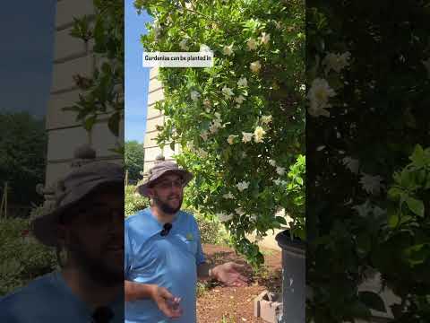 🌱: Gardenia jasminoides #Gardenia #BotanicalGarden #Horticulture