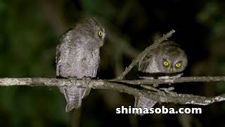 リュウキュウコノハズク子育て中(動画あり)