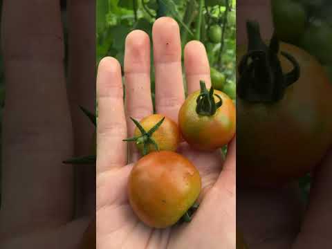 果樹の根元にある野菜は何ですか？豊かな収穫のための適切な組み合わせ  庭園