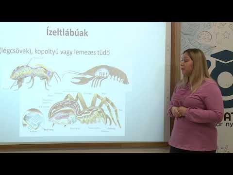 osztály szalagféreg adaptációja a parazitizmushoz
