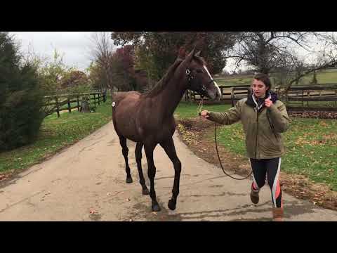 KEENOV17#3942 Wicked Strong - Camryn’s Gem 17 Gr/Ro Filly