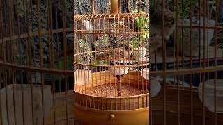Download lagu BURUNG CALANDRA / BIMACULA LARK #calandra mp3