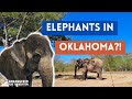 🐘 Endangered Ark Foundation Tour in Hugo, OK | A Day with Endangered Asian Elephants! | RYJ