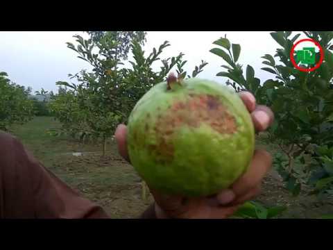 পেঁয়ারার এনথ্রাকনোজ রোগ দমনে করণীয়