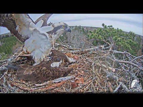 Zivjērglis~Mating and branch delivery within one minute~2018/04/23