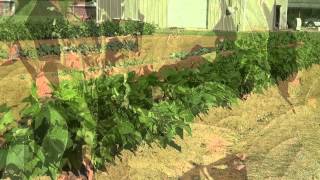 Fall Garden Field Trip - October 2013