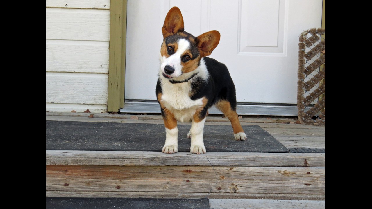 Enlarge CLEO **video!**, an adopted Pembroke Welsh Corgi in Nampa, ID video 5/5