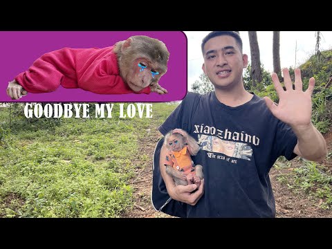 Goodbye Thuong and Hope! Monkey Max alone in the forest! A painful farewell