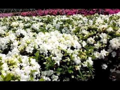 download lagu mp3 mp4 White Evergreen Azaleas, download lagu White Evergreen Azaleas gratis, unduh video klip White Evergreen Azaleas