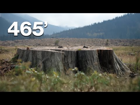 They Cut Down The World’s Tallest Tree!