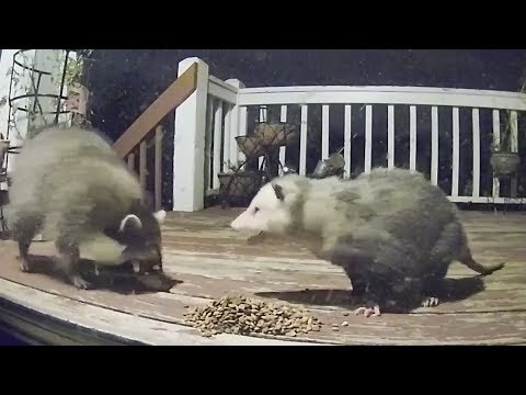 Raccoon Possum Cat Encounters Compilation