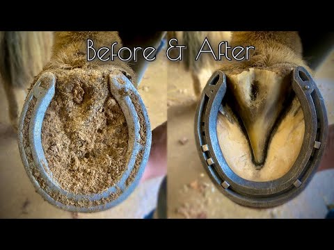 “LAST” HOOF RESTORATION of 2021 ASMR
