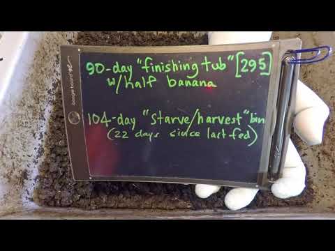 Banana bait in finishing tub & worm migration in 104-day bin - vermicomposting