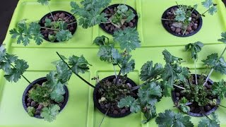 Homemade Hydroponics System | Deep Water Culture Cilantro Update #2
