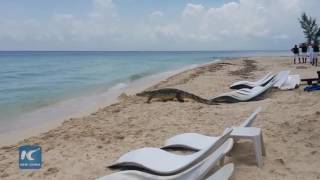 Download lagu Lone crocodile visits beach and sunbathers in southern Mexico mp3