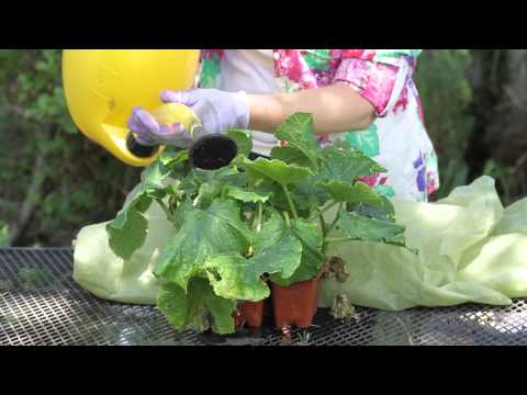 How to Save a Wilting Cucumber Plant : Garden Space