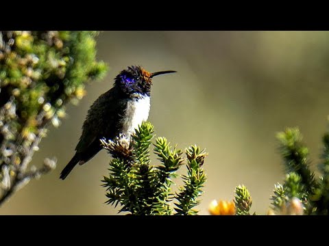 Kolibris: Lauter als der Wind