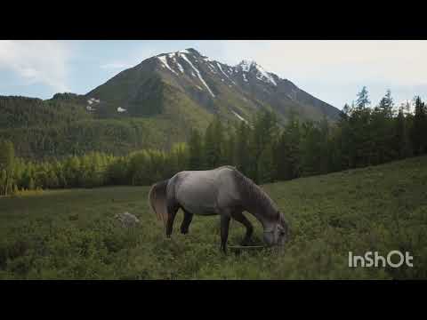 so lovely horses👌|horses vedio | cute horse👍 by sumiran