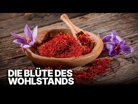 Saffron: A booming business | The red gold of the earth