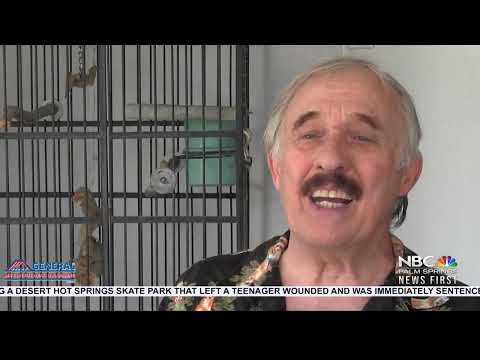 Our Desert Past: Cheeta the Chimp