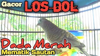 Download lagu Perkutut lokal gacor Los dol Si Dada merah , mematik Sautan bikin rame mp3