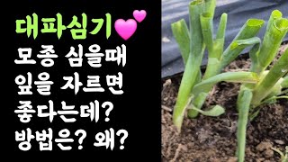 텃밭, 대파심기???? 잎을 어느부분에 잘라서 심을까? 방법은? 왜?