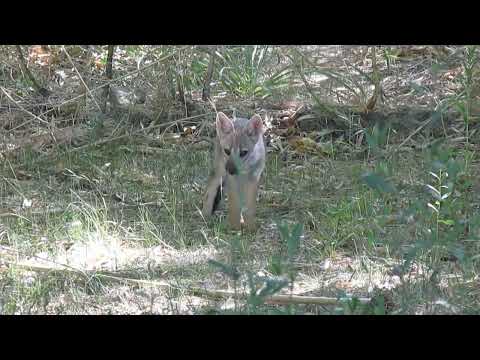 Zorro gris  (Lycalopex griseus) cachorro