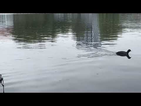 Conversation - Alexia Chellun