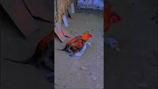 Download lagu 🐓ayam vs entok🦆 #farm #peternakmuda #ayam #entok #sahabatfarm #kandangternak #peternak #fypシ゚viral mp3
