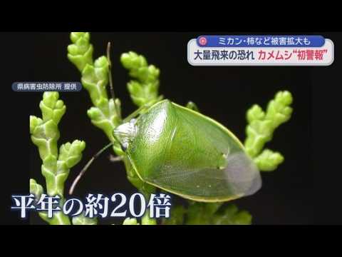 YouTube Video カメムシが平年の20倍…静岡県が初の『警報』発表　県「果樹の被害拡大の恐れが大きい」と農家に最大限の警戒求める