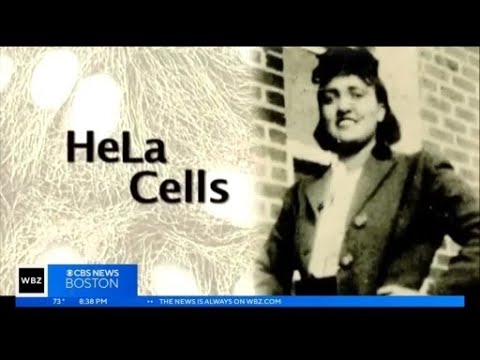 Henrietta Lacks' family gets justice 70 years after cells used without consent