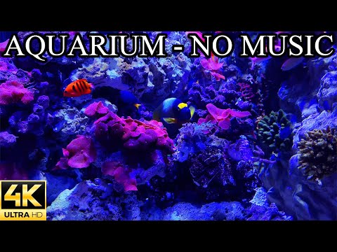 Saltwater AQUARIUM 4K Underwater Sounds NO Music NO Ads - Fish Tank Underwater Ambience