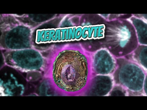 Keratinocyte Differentiation: The Complex Process of Skin Cell