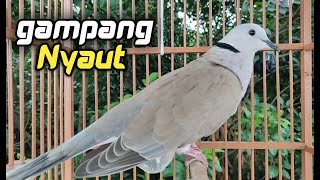 Download lagu Gampang NYAUT!! SUARA PANCINGAN PUTER LOKAL TERAMPUH!! mp3 Download lagu Gampang NYAUT!! SUARA PANCINGAN PUTER LOKAL TERAMPUH!! mp3