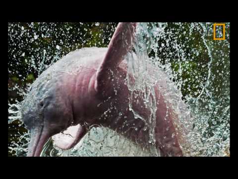 Pink River Dolphin Boto - Giorgio Constantini - Nero
