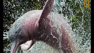 Pink River Dolphin Boto - Giorgio Constantini - Nero