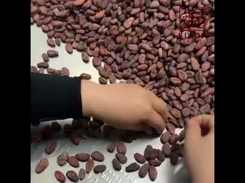 How meticulous is the process of choosing cocoa beans at BINON