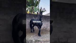 Download lagu black beauty horse// black beauty horse videos mp3 Download lagu black beauty horse// black beauty horse videos mp3