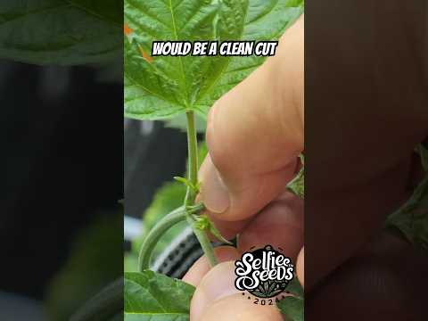 How to TOP Cannabis Plants for MAX YIELD | Beginner Grower Guide - 📈